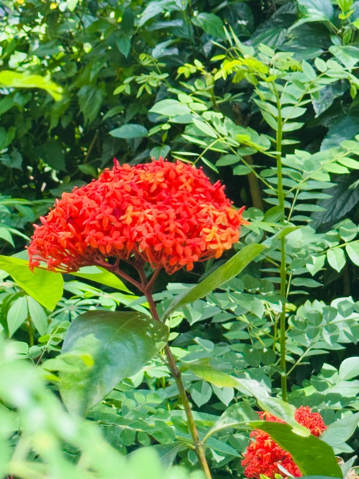 River Splendour Home Stay Ella Luaran gambar